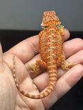 RM978, male, hypo, paradox lines, 50% Red Monster bearded dragon for sale
