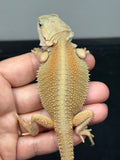 #1588, male, hypo, trans, possible het zero, Witblits Bearded dragon for sale