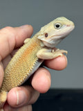 #1588, male, hypo, trans, possible het zero, Witblits Bearded dragon for sale