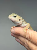 #1588, male, hypo, trans, possible het zero, Witblits Bearded dragon for sale