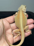 #1588, male, hypo, trans, possible het zero, Witblits Bearded dragon for sale
