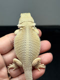 #1589, male, hypo, possible het trans, possible het zero, Witblits Bearded dragon for sale