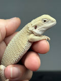 #1589, male, hypo, possible het trans, possible het zero, Witblits Bearded dragon for sale