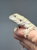 #1589, male, hypo, possible het trans, possible het zero, Witblits Bearded dragon for sale