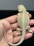 #1589, male, hypo, possible het trans, possible het zero, Witblits Bearded dragon for sale