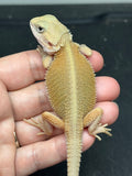 #1590, male, hypo, trans, possible het zero, Witblits Bearded dragon for sale