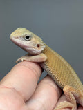 #1590, male, hypo, trans, possible het zero, Witblits Bearded dragon for sale