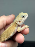 #1590, male, hypo, trans, possible het zero, Witblits Bearded dragon for sale
