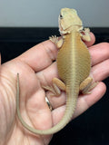 #1590, male, hypo, trans, possible het zero, Witblits Bearded dragon for sale
