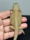 #1591, female, hypo, trans, possible het zero, Witblits Bearded dragon for sale