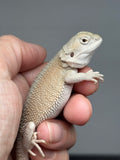 #1592, female, hypo, possible het zero, Witblits Bearded dragon for sale