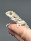 #1592, female, hypo, possible het zero, Witblits Bearded dragon for sale