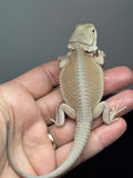 #1592, female, hypo, possible het zero, Witblits Bearded dragon for sale