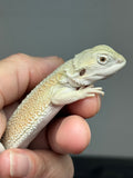 #1593, hypo, possible het zero, Witblits Bearded dragon for sale