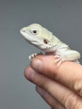 #1593, hypo, possible het zero, Witblits Bearded dragon for sale