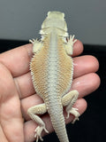 #1593, hypo, possible het zero, Witblits Bearded dragon for sale