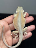 #1593, hypo, possible het zero, Witblits Bearded dragon for sale