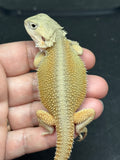 #1594, male, hypo, possible het trans, possible het zero, Witblits Bearded dragon for sale