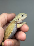 #1594, male, hypo, possible het trans, possible het zero, Witblits Bearded dragon for sale