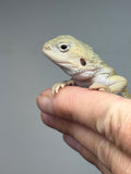 #1594, male, hypo, possible het trans, possible het zero, Witblits Bearded dragon for sale