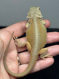 #1594, male, hypo, possible het trans, possible het zero, Witblits Bearded dragon for sale