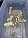 G190, 5 Hypo, Witblits Bearded Dragon wholesale group for sale
