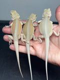 G190, 5 Hypo, Witblits Bearded Dragon wholesale group for sale