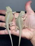 G190, 5 Hypo, Witblits Bearded Dragon wholesale group for sale