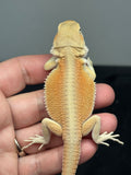 #1595, male, hypo, possible het zero, Witblits Bearded dragon for sale