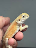 #1595, male, hypo, possible het zero, Witblits Bearded dragon for sale