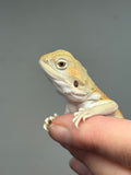 #1595, male, hypo, possible het zero, Witblits Bearded dragon for sale