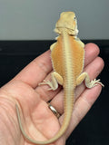 #1595, male, hypo, possible het zero, Witblits Bearded dragon for sale