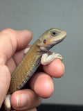 #1596, female, hypo, trans, possible het zero, Witblits Bearded dragon for sale