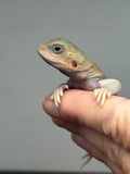 #1596, female, hypo, trans, possible het zero, Witblits Bearded dragon for sale
