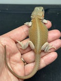 #1596, female, hypo, trans, possible het zero, Witblits Bearded dragon for sale