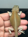 #1596, female, hypo, trans, possible het zero, Witblits Bearded dragon for sale