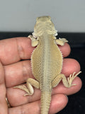 #1597, Male, hypo, possible het zero/trans, Witblits Bearded dragon for sale