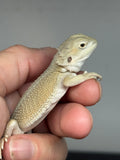 #1597, Male, hypo, possible het zero/trans, Witblits Bearded dragon for sale
