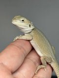#1597, Male, hypo, possible het zero/trans, Witblits Bearded dragon for sale