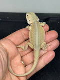 #1597, Male, hypo, possible het zero/trans, Witblits Bearded dragon for sale