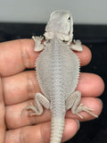 #1598, male, hypo, possible het wits, Zero Bearded Dragon for sale