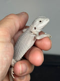 #1598, male, hypo, possible het wits, Zero Bearded Dragon for sale