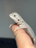 #1598, male, hypo, possible het wits, Zero Bearded Dragon for sale