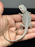 #1598, male, hypo, possible het wits, Zero Bearded Dragon for sale