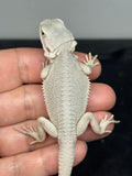 #1599, male, hypo, possible het wits, Zero Bearded Dragon for sale