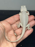 #1599, male, hypo, possible het wits, Zero Bearded Dragon for sale
