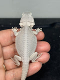 #1600, male, hypo, possible het wits, Zero Bearded Dragon for sale