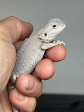#1600, male, hypo, possible het wits, Zero Bearded Dragon for sale