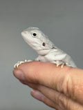 #1600, male, hypo, possible het wits, Zero Bearded Dragon for sale