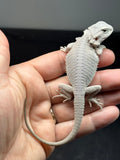 #1600, male, hypo, possible het wits, Zero Bearded Dragon for sale